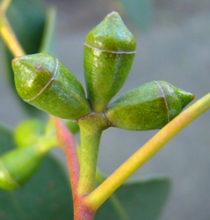 Gunni-eukalyptus  Eucalyptus gunnii blomster Kiel Botanisk Have
