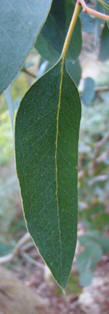 Gunnieukalyptus  Eucalyptus gunnii Voksenblad