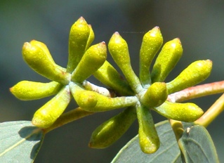 Blomsterknopper. Wisley Garden. Sne-eukalyptus. Eucalyptus pauciflora ssp. niphophila