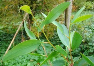 Sne-eukalyptus. Eucalyptus pauciflora ssp. debeuzevillei. Ung plante