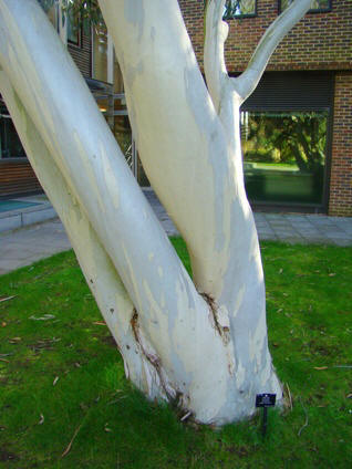 Bark. Stort træ. Sne-eukalyptus. Eucalyptus pauciflora ssp. pauciflora