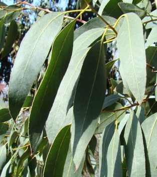 Voksenblade. 2. Urne-eukalyptus. Eucalyptus urnigera. Wisley Garden, England. 2009.