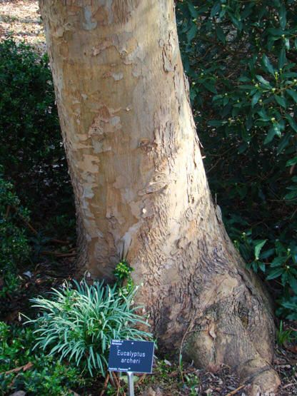 Alpin cider-eukalyptus. Eucalyptus archeri. Bark