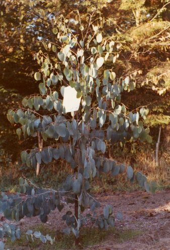 Alpin eukalyptus med store blade. Eucalyptus delegatensis på Overgaard Gods 1973