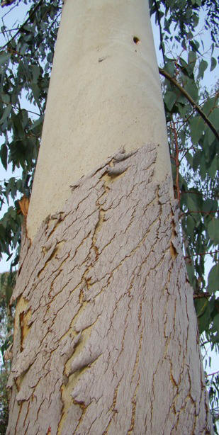 Bark på 8 år gammel alpin eukalyptus. Eucalyptus delegatensis ssp. deletansis. Kew Garden, England. 2009