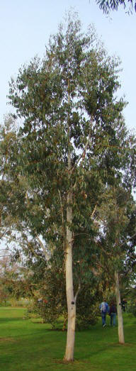 Træ. Alpin eukalyptus. Eucalyptus delegatensis ssp. delegatensis. Kew Garden. 2009.