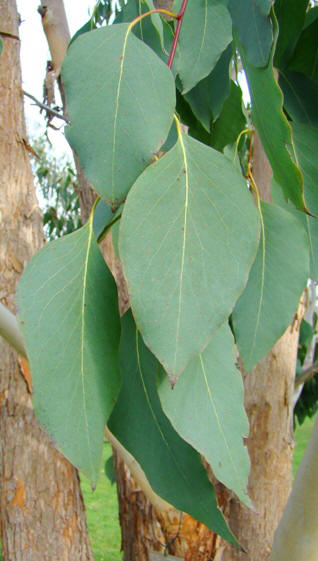 Ungdomsblade på alpin eukalyptus i Kew Garden i England. Eucalyptus delegatensis ssp. delegatensis. 2009.