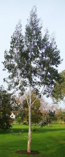 Træ i Kew Garden. 2009. Alpin eukalyptus. Eucalyptus delegatensis ssp. tasmaniensis.