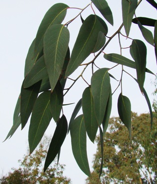 Voksenblade på alpin eukalyptus af underarten tasmaniensis. Eucalyptus delegatensis. Kew Garden, England 2009.