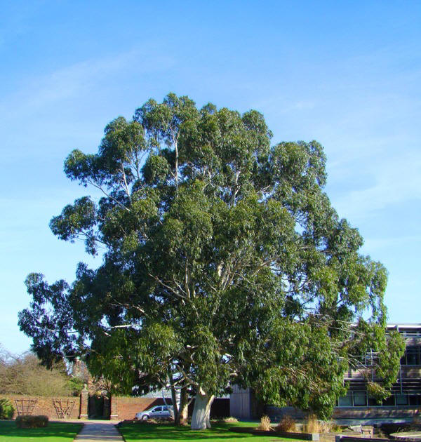 Bjerg-eukalyptus. Eucalyptus dalrympleana. Træform