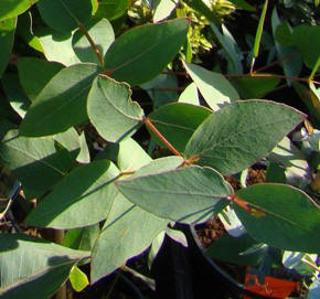 Bjerg-eukalyptus. Eucalyptus dalrympleana. Ungdomsblade