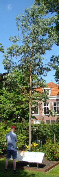 Eucalyptus gunnii, gunni-eukalyptus. Hortus Botanicus i Leiden, Holland. 2009
