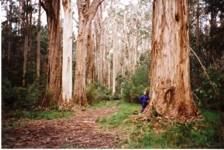 Skinnende eukalyptus. Eucalyptus nitens i Australien