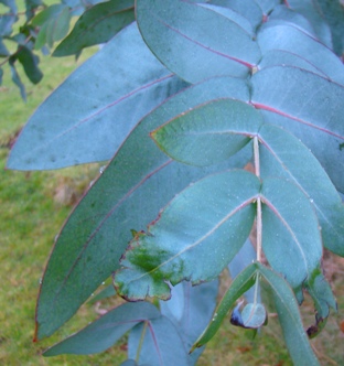 Skinnende eukalyptus  Eucalyptus nitens ungdomsblade