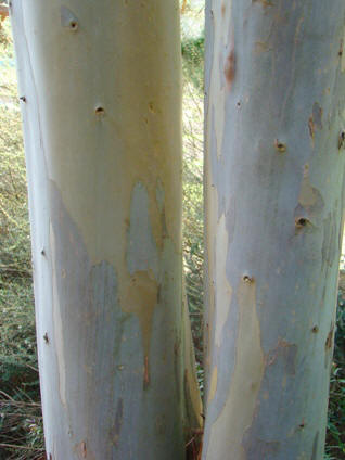 Bark på småtandet eukalyptus. Eucalyptus subcrenulata. Wisley Garden, England, 19 år gammel. 2009