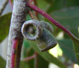 Frugter på småtandet eukalyptus. Eucalyptus subcrenulata. Wisley Garden, England. 2009