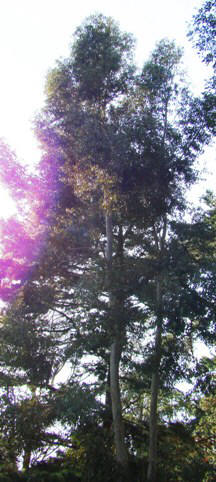 Træ. Småtandet eukalyptus. Eucalyptus subcrenulata. Wisley Garden, England. 2009