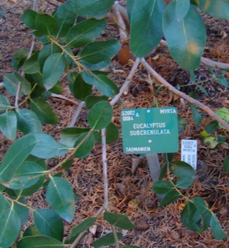 Småtandet eukalyptus i Botanisk Have i København. Eucalyptus subcrenulata
