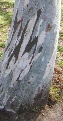 Bark. Sne-eukalyptus. Kew Garden. Eucalyptus pauciflora ssp. niphophila