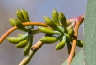 Blomsterknopper. Kew Garden. Sne-eukalyptus. Eucalyptus pauciflora ssp. niphophila