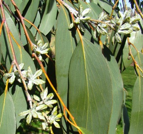Sne-eukalyptus. Blomsterknopper. Eucalyptus pauciflora ssp. debeuzevillei. Wisley Garden