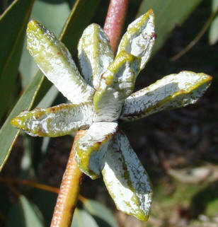 Sne-eukalyptus. Knopper. 2. Eucalyptus pauciflora ssp. debeuzevillei. Wisley Garden