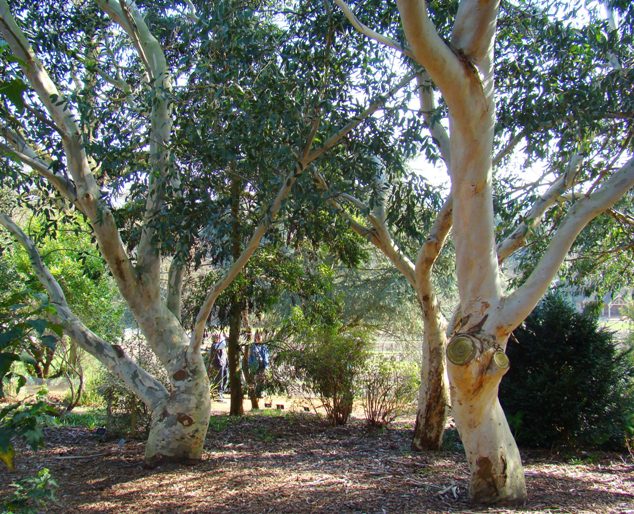 Sne-eukalyptus. Træ. Eucalyptus debeuzevillei. Wisley Garden