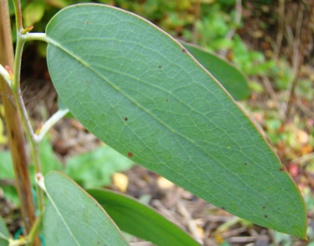 Sne-eukalyptus. Ungdomsblad. Eucalyptus pauciflora ssp. niphophila 