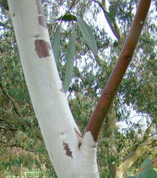 Bark. Ung. Sne-eukalyptus. Eucalyptus pauciflora ssp. pauciflora