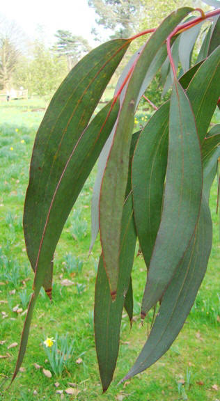 Voksenblade. Sne-eukalyptus. Eucalyptus pauciflora ssp. pauciflora. Kew Garden