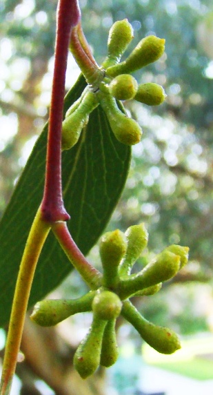 Blomsterknopper. Sne-eukalyptus. Eucalyptus pauciflora ssp. pauciflora