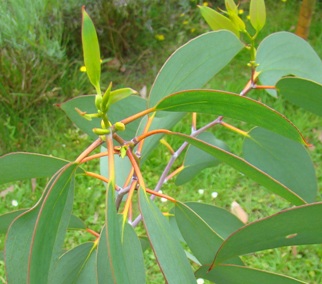 Sne-eukalyptus. Eucalyptus pauciflora ssp. pauciflora. Ungdomsblade. Fanø 2009.