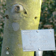 Ungdomsbark. Sne-eukalyptus. Wisley Garden. Eucalyptus pauciflora ssp. niphophila