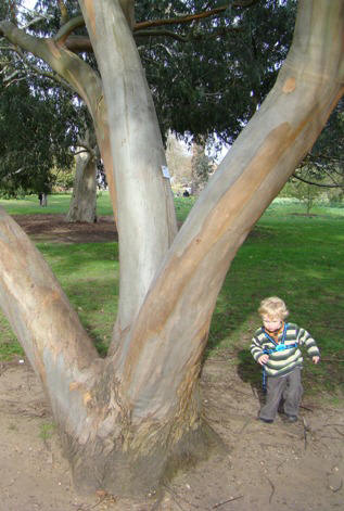 Bark. Gammelt træ i Kew Garden, England. Spinning eukalyptus. Eucalyptus perriniana. 2009.