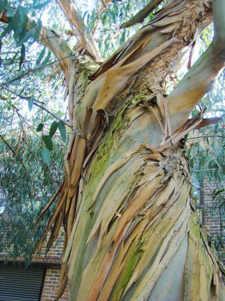Bark. Spinning eukalyptus. Eucalyptus perriniana. Kew Garden, England. 2009.