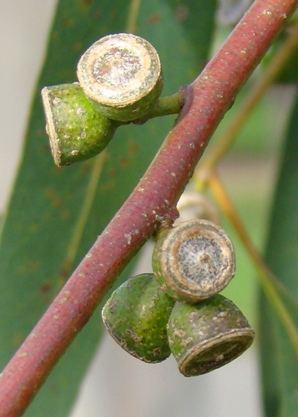 Frugter. Spinning eukalyptus. Eucalyptus perriniana. Kew Garden, England. Nr. 2. 2009.