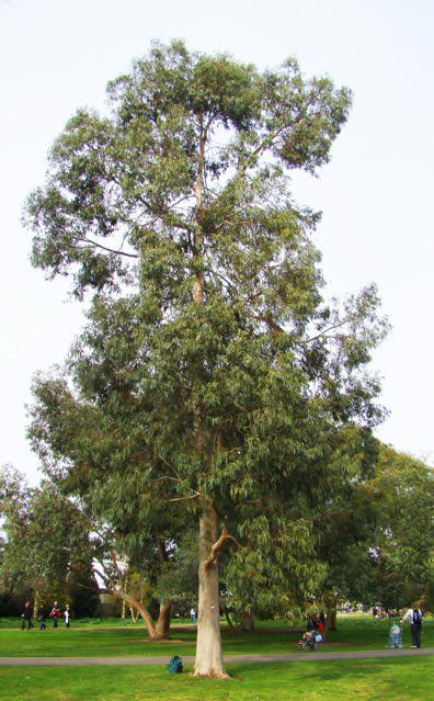 Spinning eukalyptus. Eucalyptus perriniana. Kew Garden, England. 2009