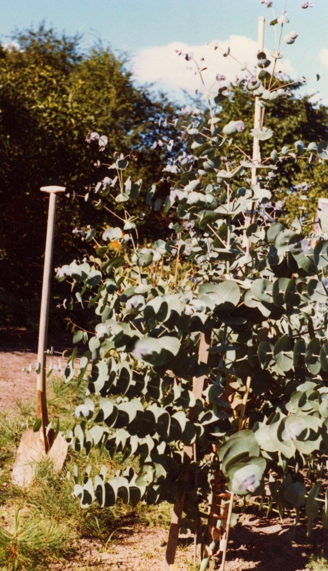 Spinning eukalyptus juni 1974. Eucalyptus perriniana på Overgaard Gods