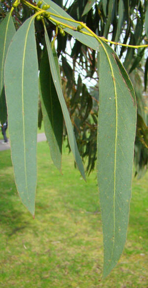 Voksenblade. Spinnning eukalyptus. Eucalyptus perriniana. Kew, England. 2009.
