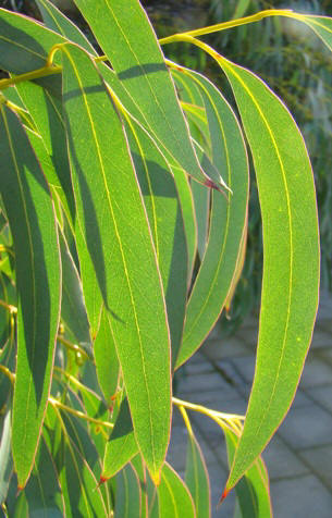 Voksenblade i modlys. Spinning eukalyptus. Eucalyptus perriniana. Kew, England. 2009.