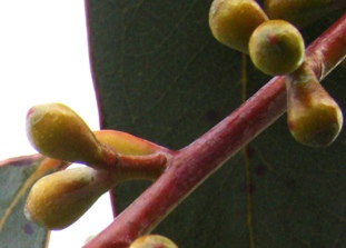 Blomsterknopper. Spinning eukalyptus. Eucalyptus perrininana. Risskov ved Århus. 2009