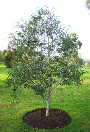 Træ. Tasmansk sne-eukalyptus. Eucalyptus coccifera. Kew Garden, England. 2009.