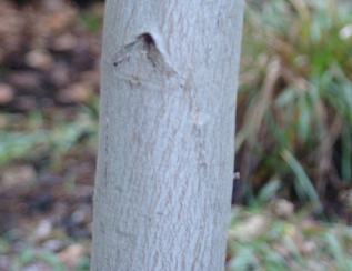 Bark. Urne-eukalyptus. Eucalyptus urnigera. Botanisk Have København. 2008.