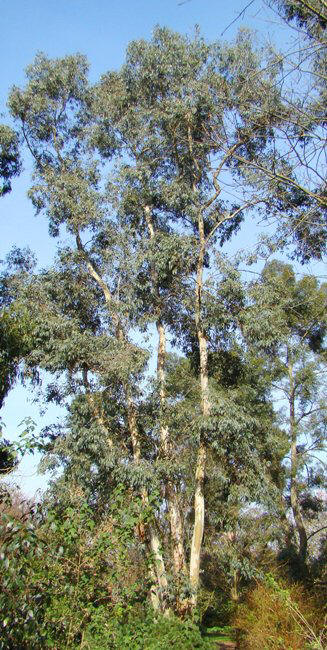 Urne-eukalyptus. Træ. Eucalyptus urnigera. Wisley Garden.