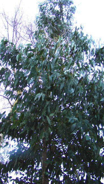 Bjerg-eukalyptus. Eucalyptus dalrympleana. Botanisk Have, København. 2008