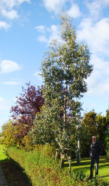 Gunni-eukalyptus. Eucalyptus gunnii. Nordborg, 2009.