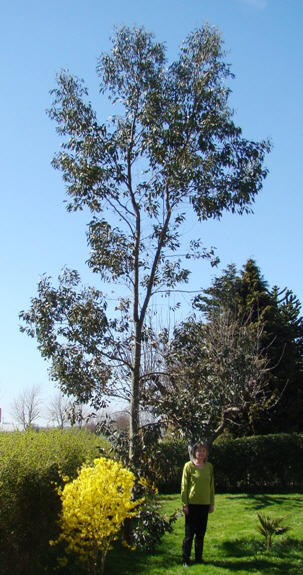 Gunni-eukalyptus. Eucalyptus gunnii. Sydals. 2009.