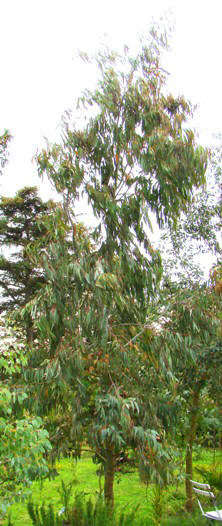 Spinning eukalyptus. Eucalyptus perriniana. Fanø. 2009