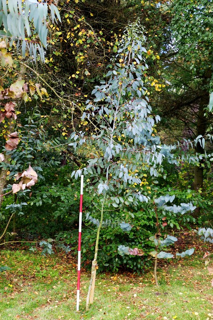 Eucalyptus glaucescens, tingiringi-eukalyptus. Mikkel Dybdal. Vinderup. www.eucalyptus.dk. www.dendrologi.dk. Martin Reimers