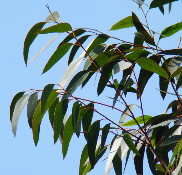 Hvid aske-eukalyptus. Whisley Garden. 2009. Eucalyptus fraxinoides